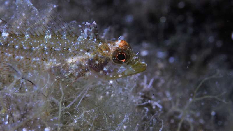 A triplefin with a red eye “spark” in its natural habitat. (Image: Nico K. Michiels, Uni Tübingen)